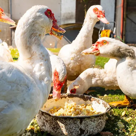 Maisonette Im Haus Liane - By Baltic הרינגסדורף