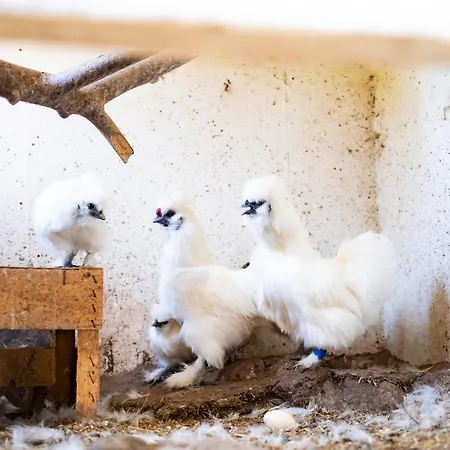 Maisonette Im Haus Liane - By Baltic